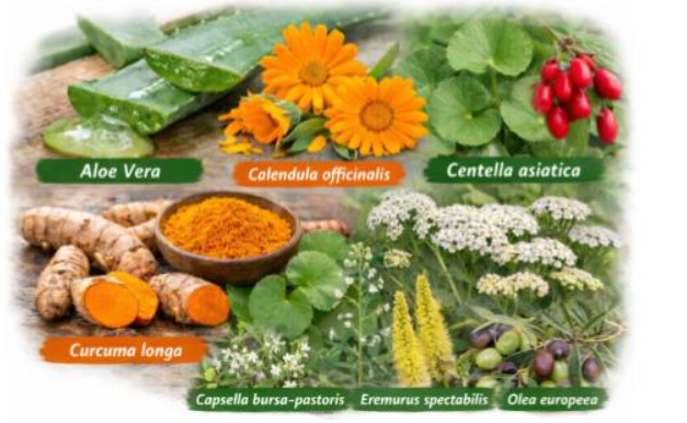 Medicinal Plants